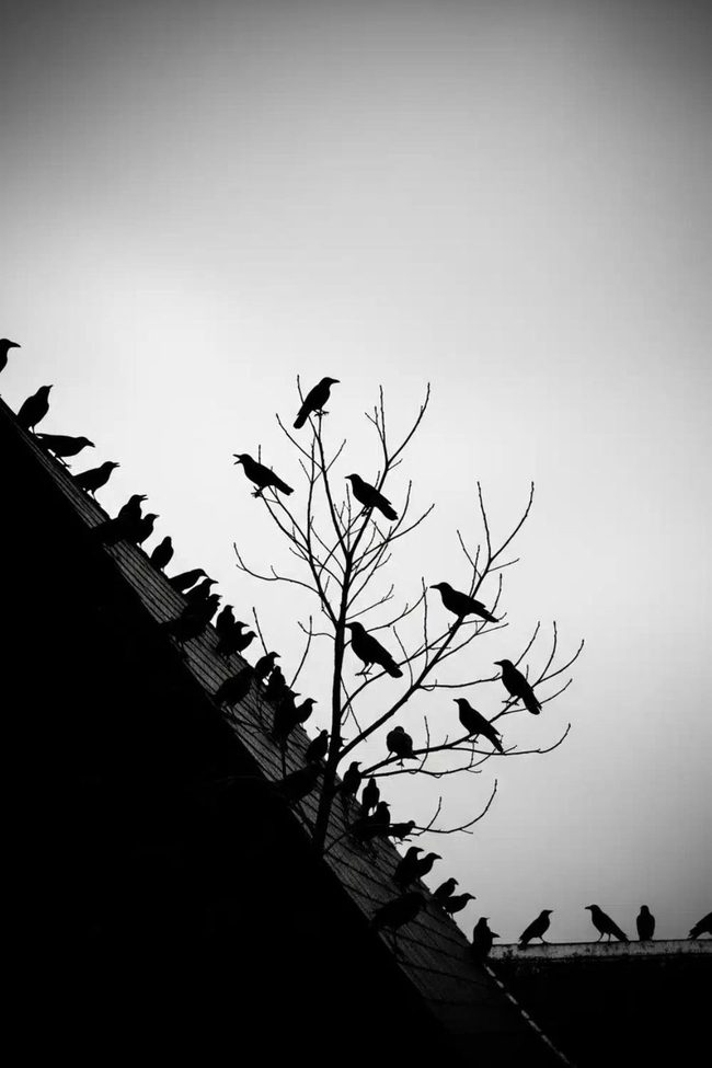 Black Crows Perched On Roofline