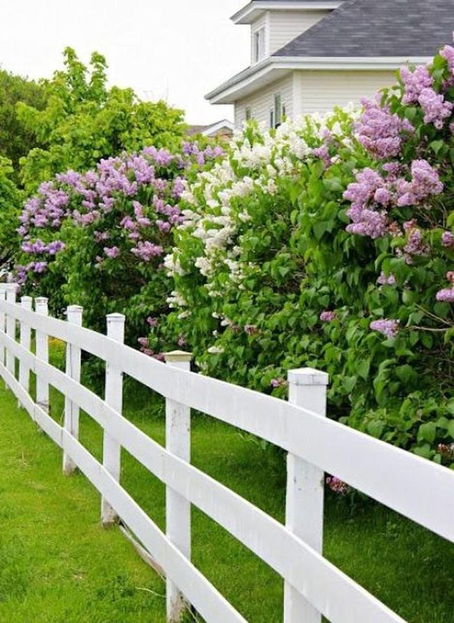 Purple And White Blooming Oasis