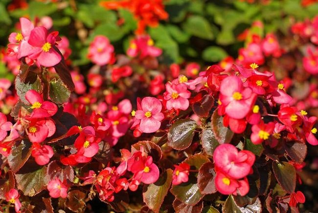 Crimson Begonias Bronze Shadowed Beds