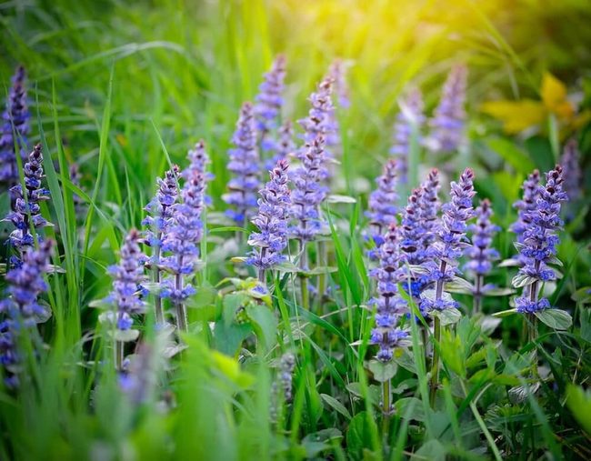 Shade-Loving Ground Cover Spreads Wide