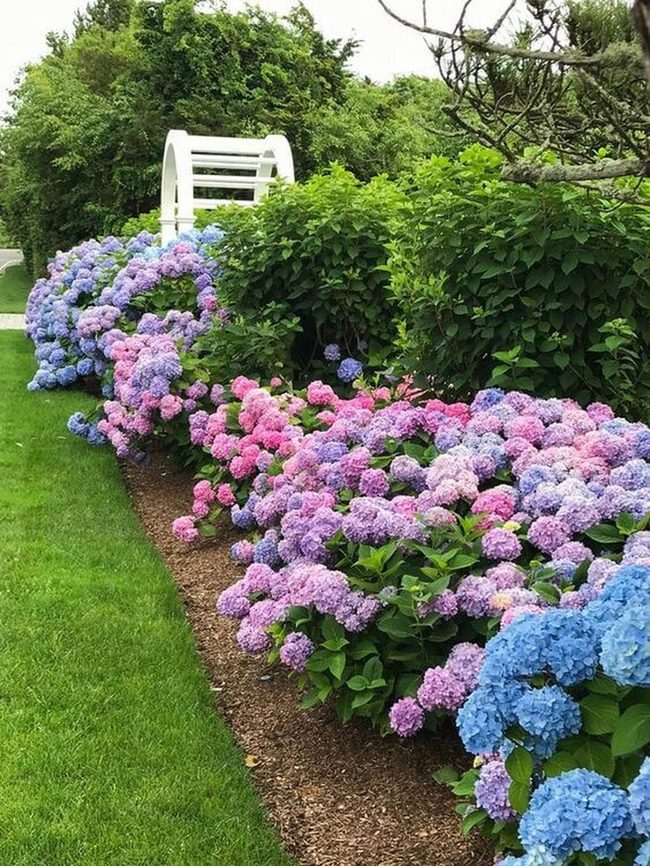 Hydrangea Rows, Evening Light