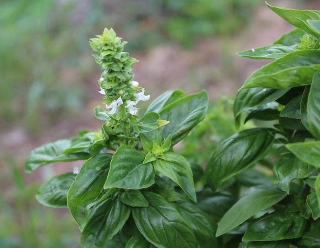 Fresh Herbs, Natural Mosquito Shield