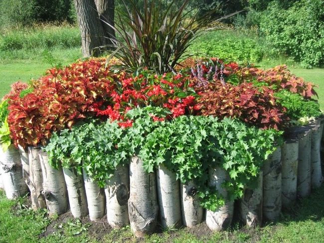 Birch Logs With Deep Red Foliage