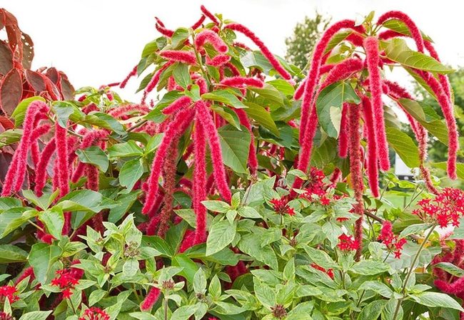 Reddish Stems With Veined Leaves