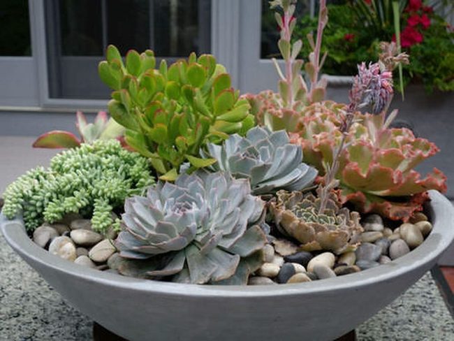 Terra Cotta Succulent Bowl Gardens
