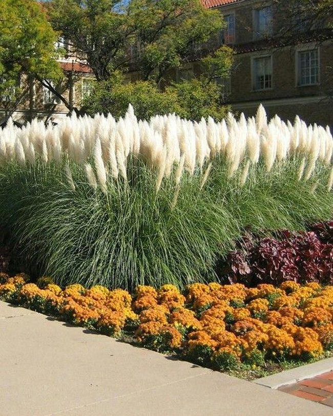 Orange Flowers Against White Feathery Grasses