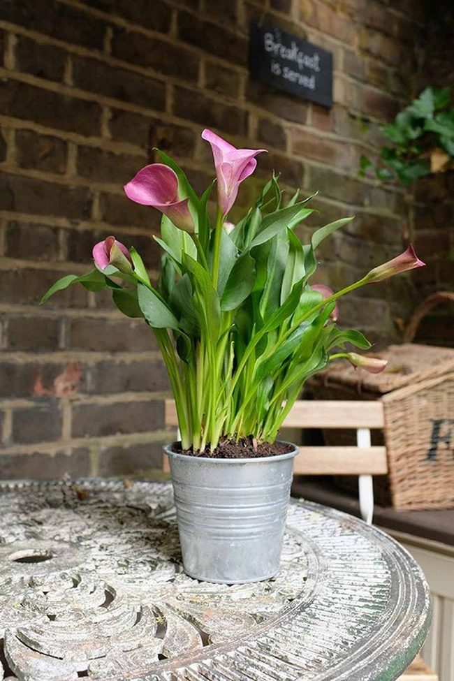 White Calla Lilies In Galvanized Metal