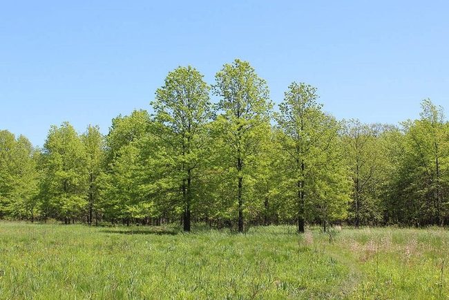 Salt-Tolerant Pin Oak For Streets