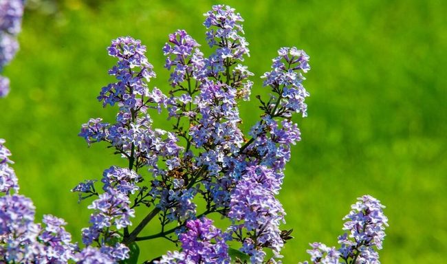 Vigorous Ground Cover For Shaded Gardens