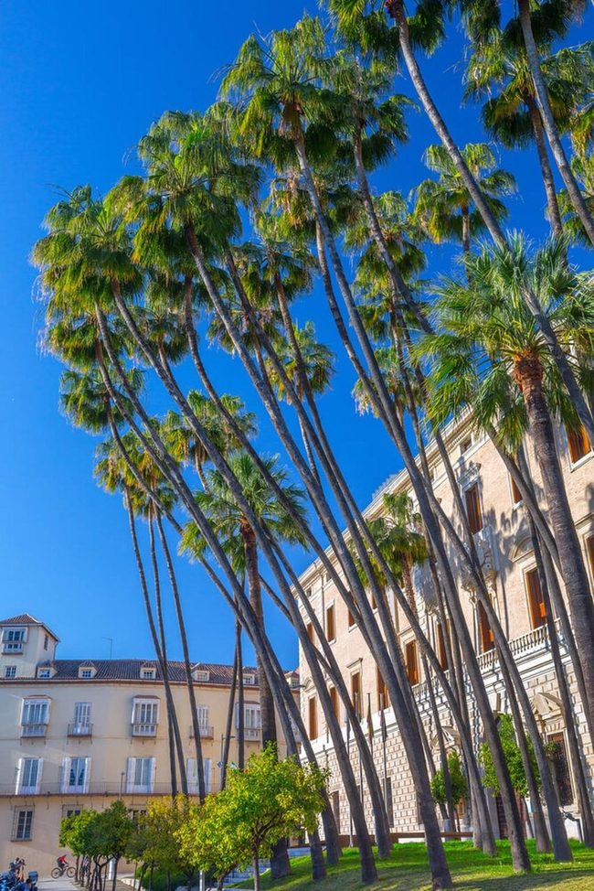 Towering Mexican Fan Palms Statement