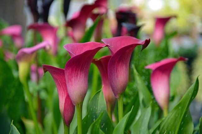 Spring Bulbs, Winter Indoors