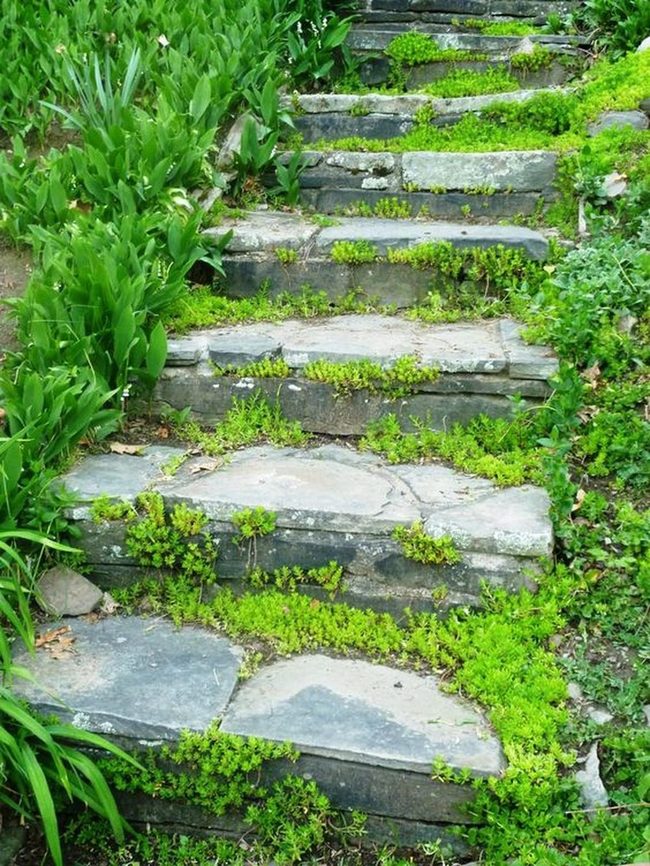 Moss-Covered Stone Steps Upward