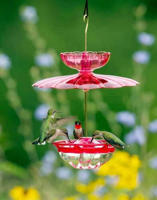 Crimson Glass Hummingbird Feeder