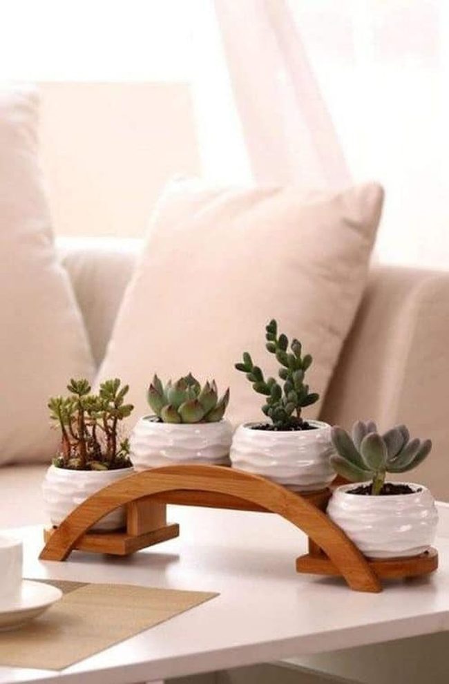 Succulent Container Gardens For Modern Living