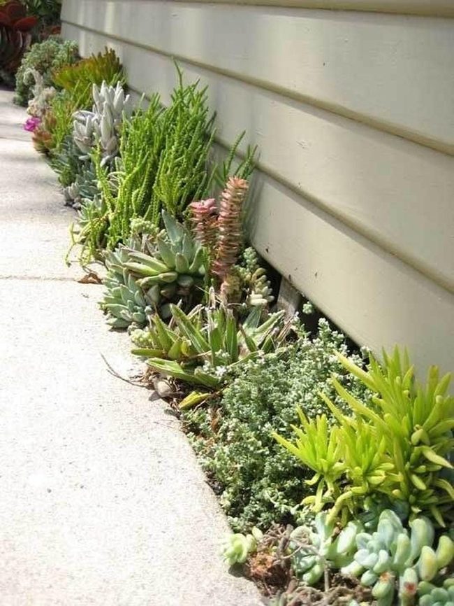 Succulent Garden Color Layers