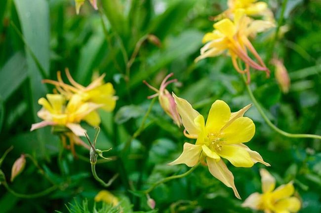 Golden Columbines For Shaded Gardens