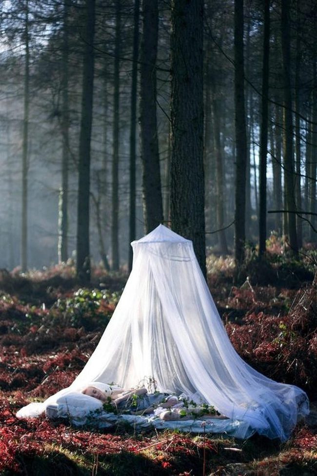 White Canopy Among Golden Leaves