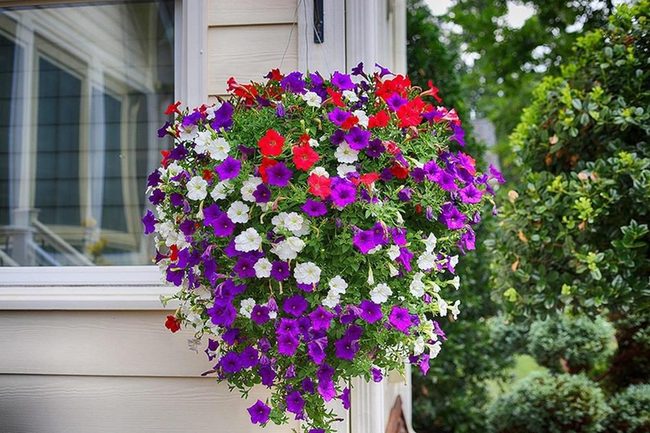 Velvet Petals, Endless Colors