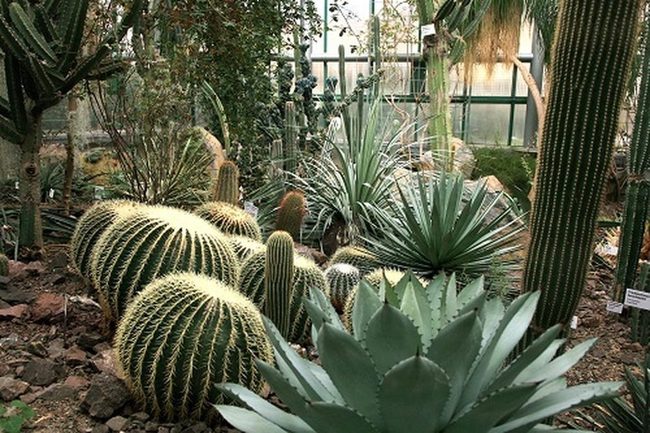 Giant Agaves Frame Desert Corners