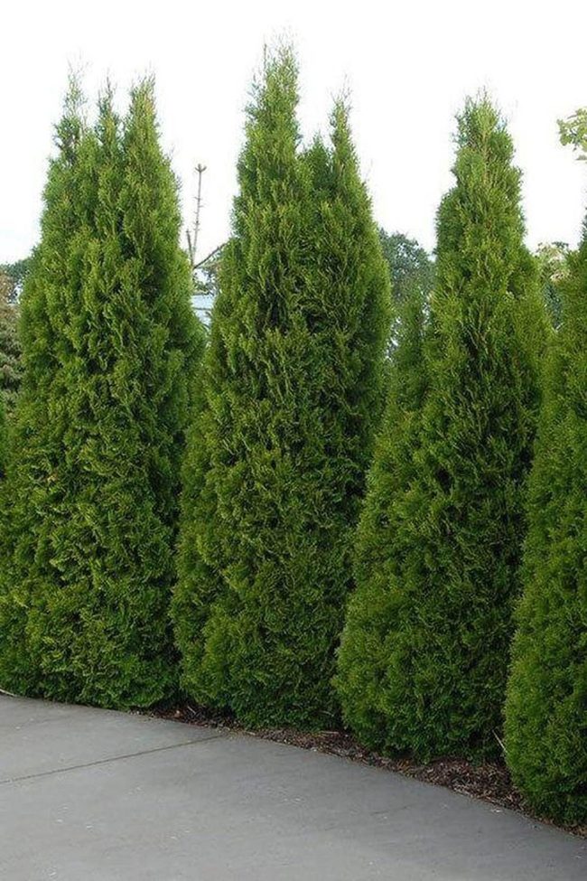 Emerald Trees Frame Urban Pathway