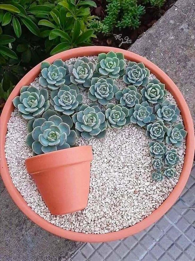 Cascading Succulents In Terracotta