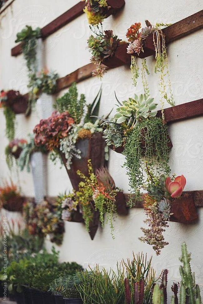 Stacked Succulents, Zero Maintenance Green