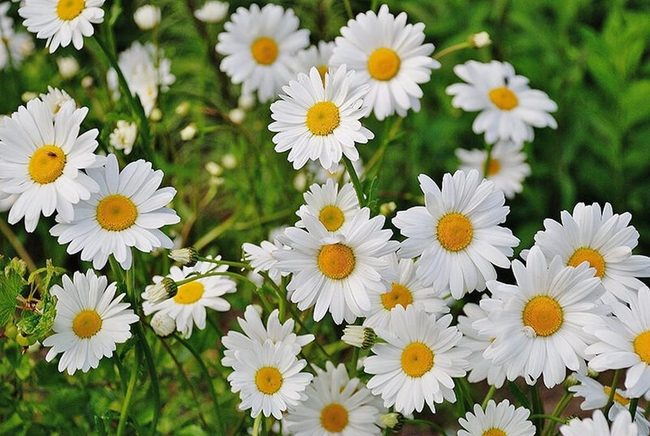 White And Pink Daisy Abundance