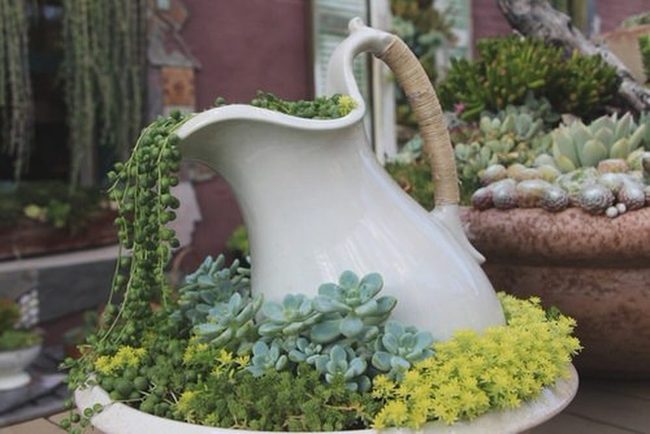 Ceramic Pitchers Overflowing With Succulents