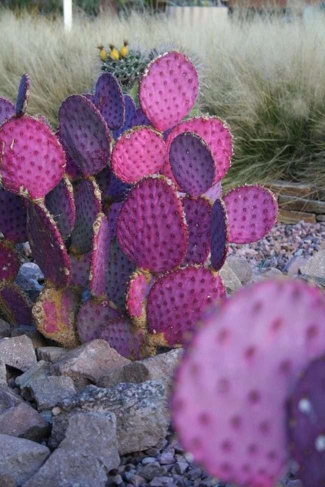 Purple Pink Cactus Desert Landscape