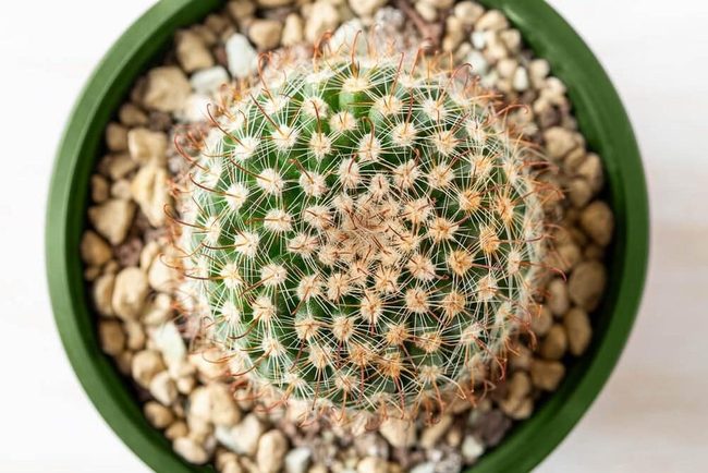 Purple Blooms On Spiky Spheres