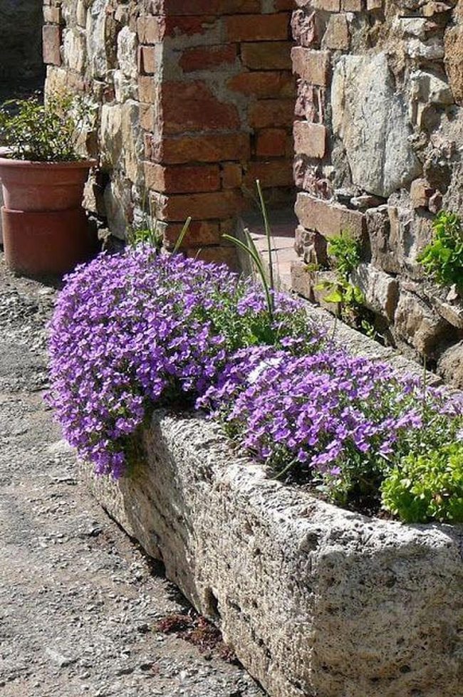 Purple Blooms Stone Welcome