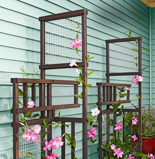 Climbing Roses Frame Garden Architecture