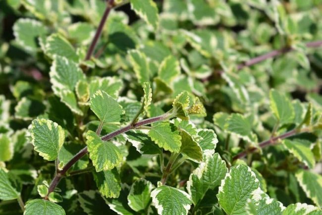 Variegated Ivy White-Edged Leaves
