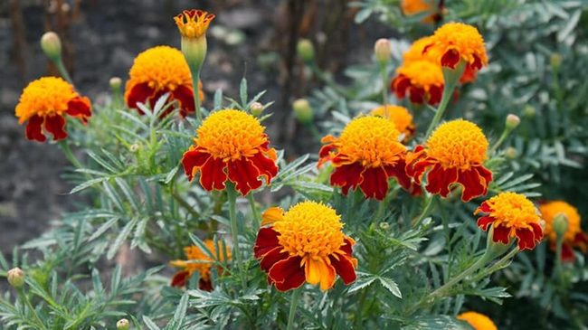 Sunny Yellow To Burgundy Blooms