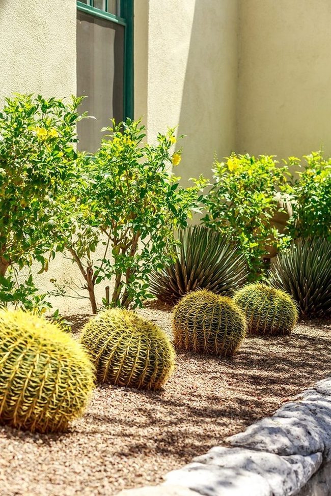 Round Cacti Dramatic Desert Sculpture