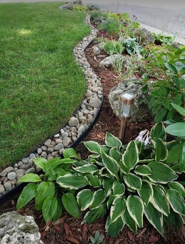 White-Edged Green With Reddish Mulch
