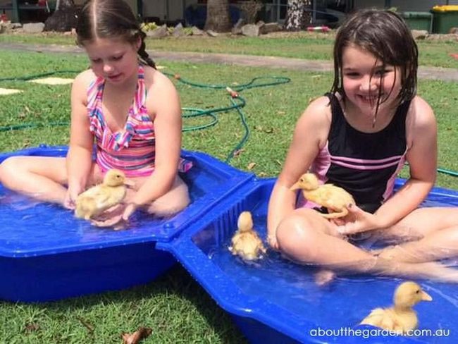 Yellow Ducklings Splashing In Water