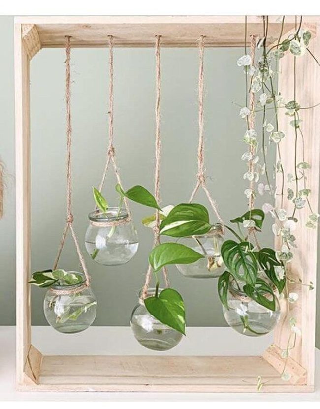 Glass Globes With Cascading Green Plants