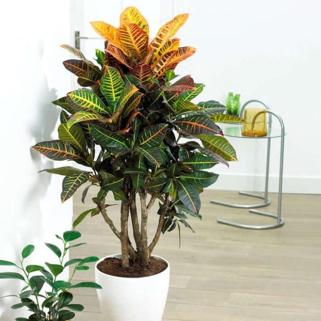Scarlet And Gold Tropical Leaves
