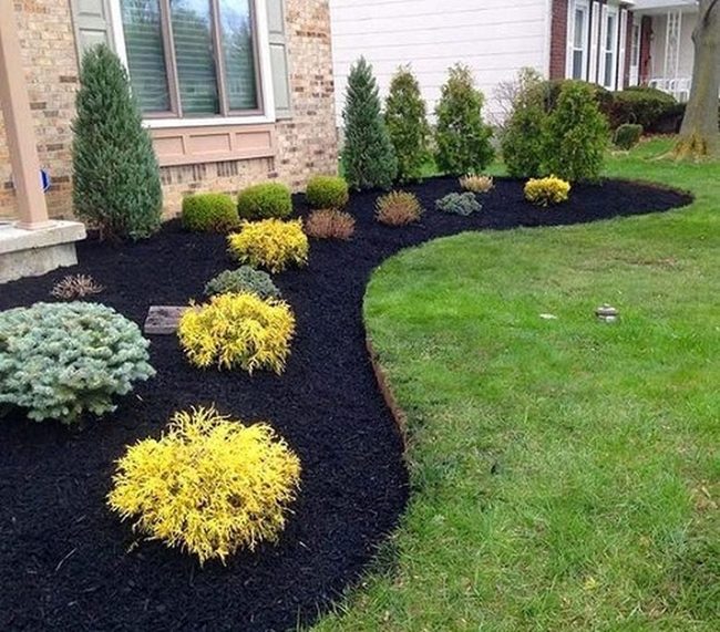 Golden Shrubs Dark Mulch Foundation