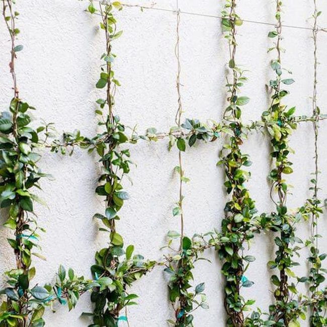 Living Wall Vertical Garden