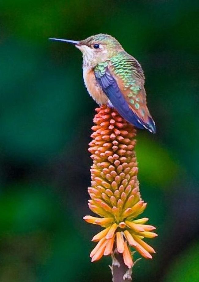 Iridescent Green Hummingbird Hovering Flowers