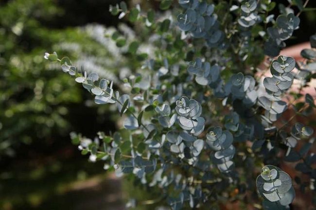 Grey-Green Eucalyptus Insect Repellent