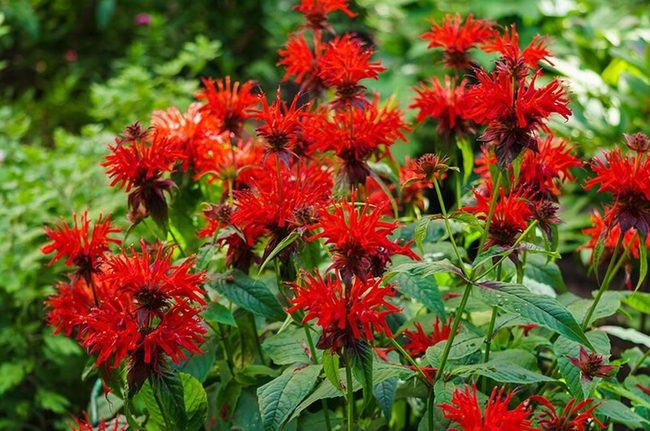 Scarlet Blooms For Hummingbirds