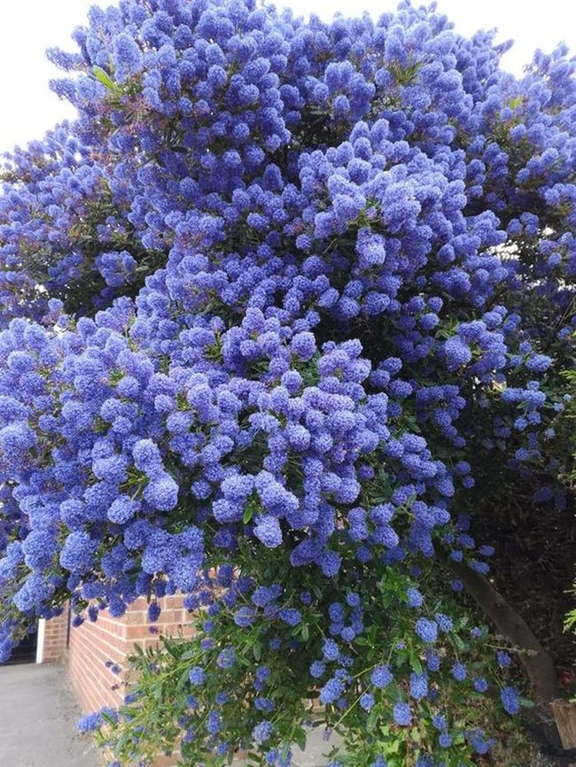 Purple Jacaranda Canopy Overhead