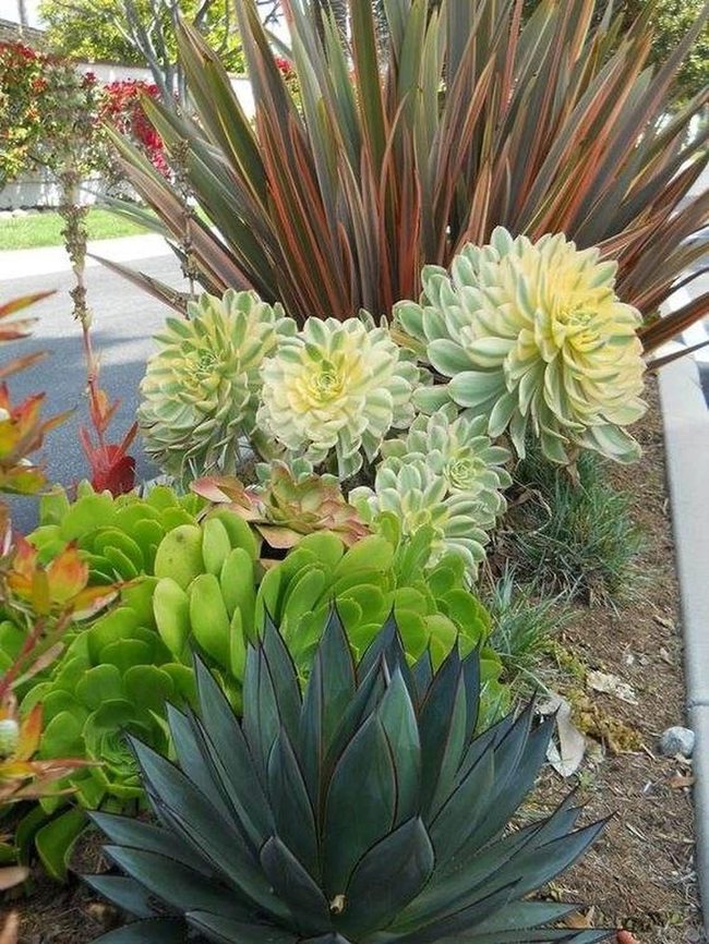 Spiky Greens Meet Soft Yellows
