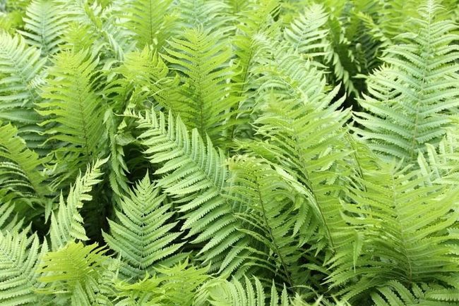 Lush Green Ferns, Safely Placed
