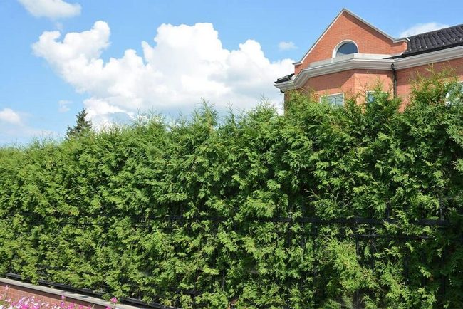 Dense Green Privacy Wall