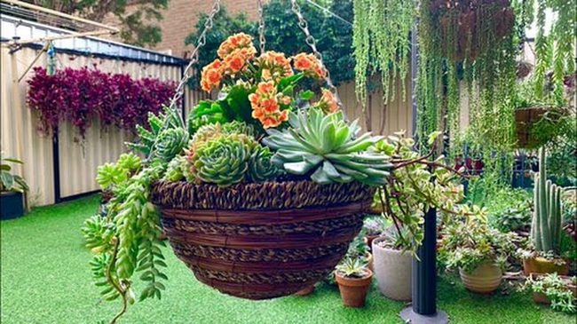 Cascading Succulents In Woven Containers