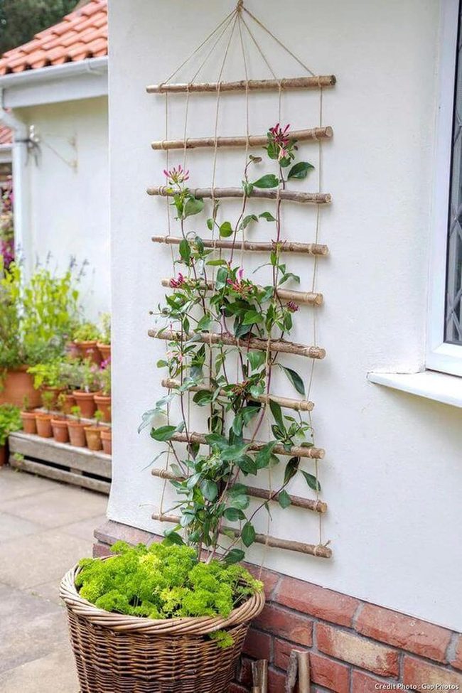 Climbing Plants On Wooden Trellises